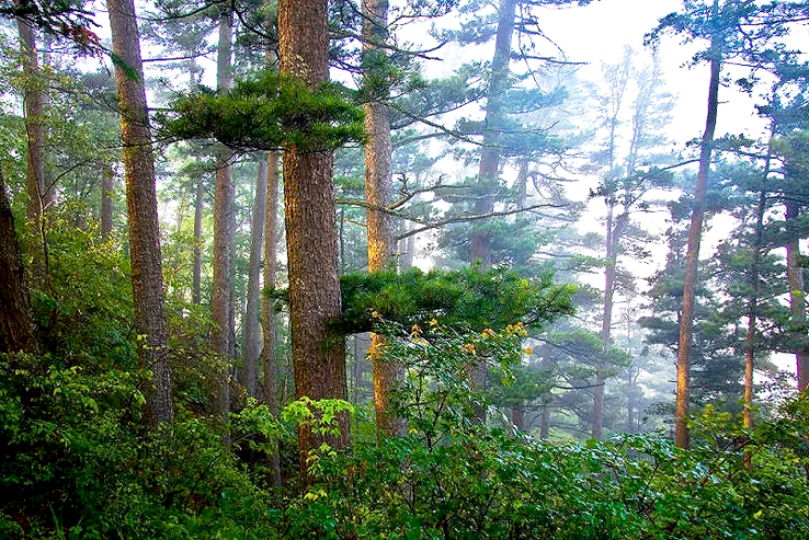 远古的野性与神秘是我国面积最大的原始森林大兴安岭大兴安岭的森林
